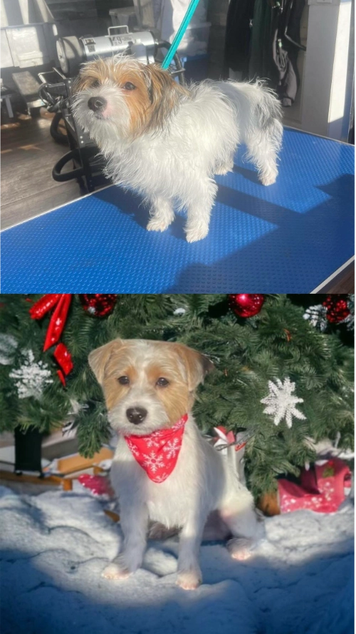 ashleigh before - after 2